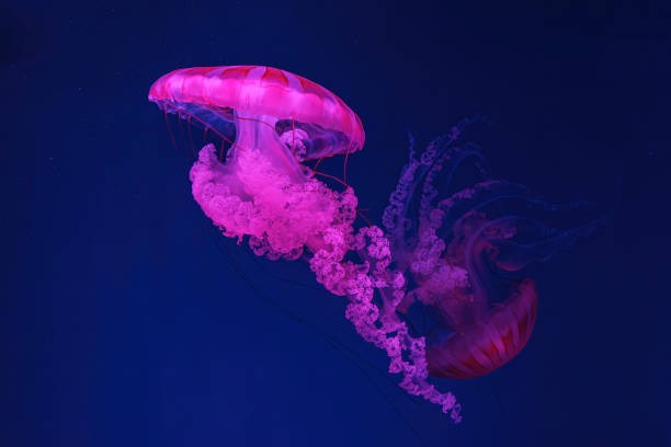 Méduse Rose Fluo