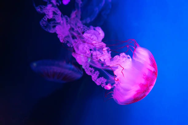Méduse Lumineuse Bleue