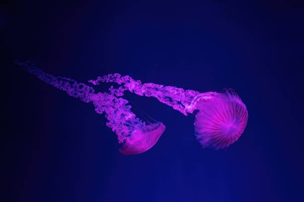 Méduse Rose Espace